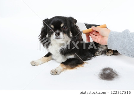 A black Chihuahua being brushed by its owner A black Chihuahua being brushed by its owner 122217816
