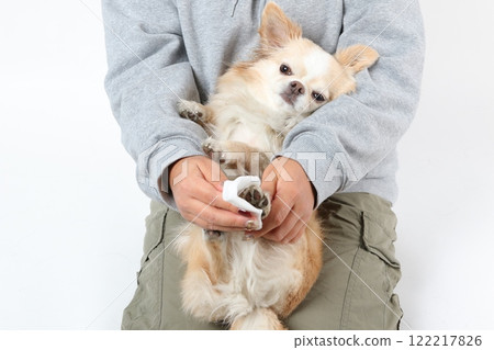 A relaxed Chihuahua having his paws wiped by his owner after a walk A relaxed Chihuahua having his paws wiped by his owner after a walk 122217826