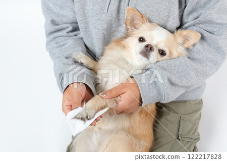 一隻輕鬆的吉娃娃,散步後主人正在擦拭它的爪子 一隻輕鬆的吉娃娃,散步後主人正在擦拭它的爪子 122217828