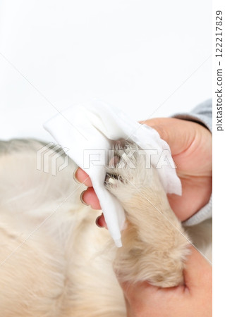 A relaxed Chihuahua having his paws wiped by his owner after a walk A relaxed Chihuahua having his paws wiped by his owner after a walk 122217829