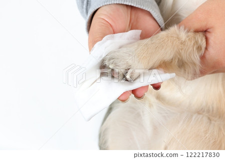 A relaxed Chihuahua having his paws wiped by his owner after a walk 122217830