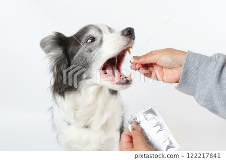 主人溫柔地給邊境牧羊犬餵藥 122217841