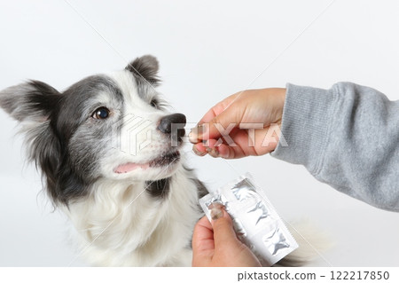 主人溫柔地給邊境牧羊犬餵藥 122217850