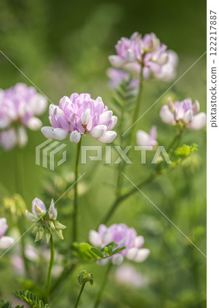 玉崎草富士 札幌市 玉崎草富士 札幌市 122217887