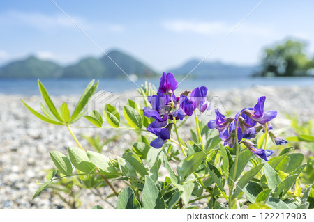 豌豆盛開的洞爺湖,洞爺湖町 豌豆盛開的洞爺湖,洞爺湖町 122217903