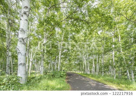 White Birch Path, Makomanai Park, Sapporo 122217916