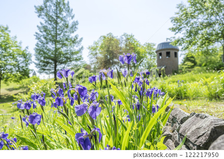 Hiogiya iris Takino Suzuran Hills Park Sapporo City Hiogiya iris Takino Suzuran Hills Park Sapporo City 122217950