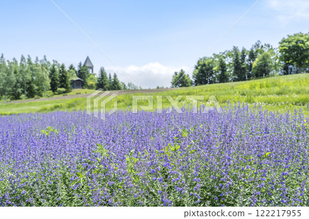 Nepeta Takino Suzuran Hills Park Sapporo City Nepeta Takino Suzuran Hills Park Sapporo City 122217955