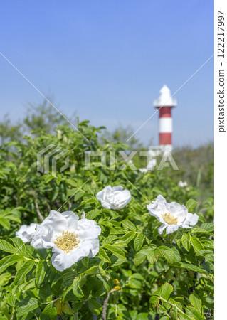 White roses and Ishikari Lighthouse, Hamanasu Hill Park, Ishikari City White roses and Ishikari Lighthouse, Hamanasu Hill Park, Ishikari City 122217997