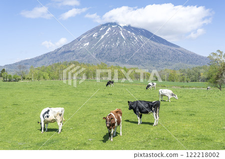 Farm and Mt. Yotei in early summer, Niseko Town Farm and Mt. Yotei in early summer, Niseko Town 122218002