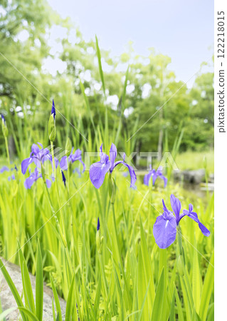菖蒲真駒內公園 札幌市 122218015