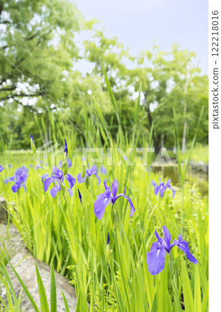 菖蒲真駒內公園 札幌市 122218016