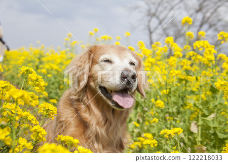 A smiling golden retriever standing in a rapeseed field A smiling golden retriever standing in a rapeseed field 122218033