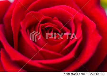玫瑰紅玫瑰 122218130