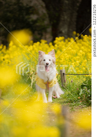 邊境牧羊犬在油菜花田微笑 122218256