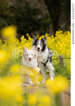 一對邊境牧羊犬夫婦在油菜花田排隊 122218257