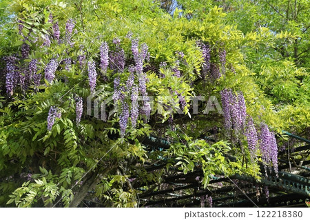 Wisteria flowers in full bloom 122218380