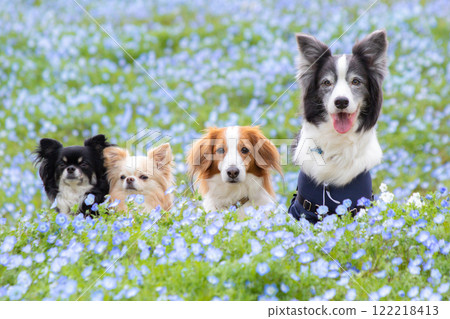 Friendly dogs lined up in a field of nemophila flowers Friendly dogs lined up in a field of nemophila flowers 122218413