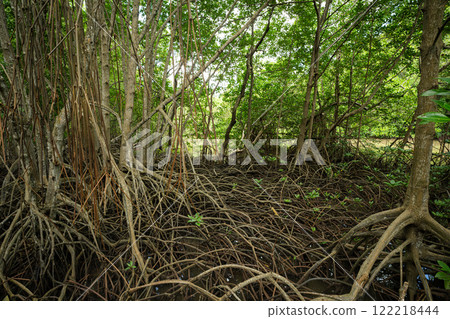 Mangrove roots in wetland habitat. Coastal forest. Nature's carbon capture mechanism. Essential ecosystem for biodiversity conservation and natural carbon storage in climate change mitigation efforts. 122218444