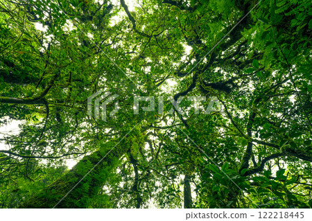 Green tree forest with sunlight through green leaves. Natural carbon capture and carbon credit concept. Sustainable forest management. Trees absorb carbon dioxide. Natural carbon sink. Environment day 122218445