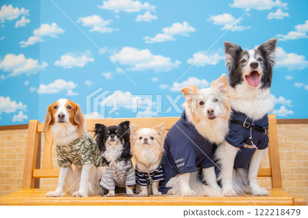 五隻時尚的狗在藍天上排成一排 122218479