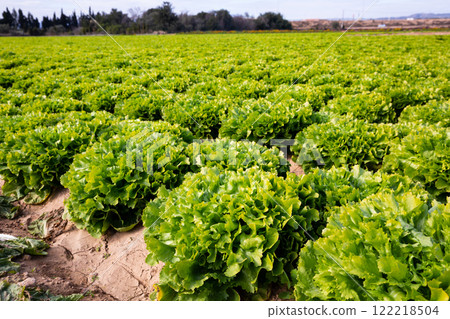 Beds with green endive on the field Beds with green endive on the field 122218504
