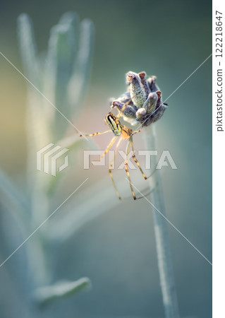 Silver Orb Spider also Silver argiope Silver Orb Spider also Silver argiope 122218647