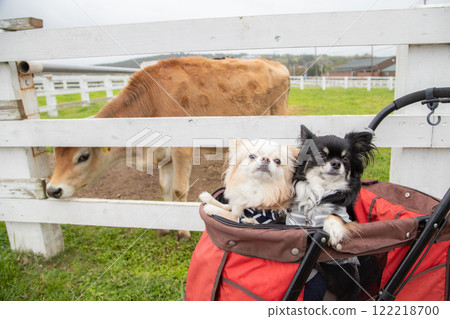 農用車上的觀察，與乳牛的邂逅 122218700