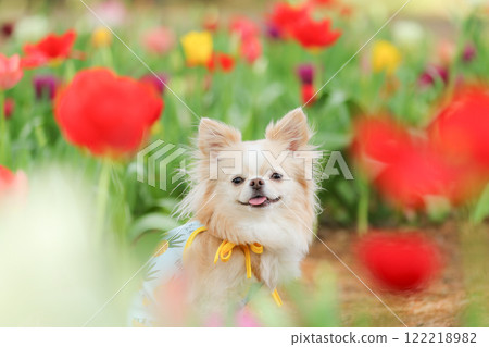 Smiling Chihuahua in a tulip field Smiling Chihuahua in a tulip field 122218982