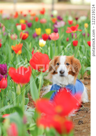 庫切爾在鬱金香田裡放鬆 庫切爾在鬱金香田裡放鬆 122219114