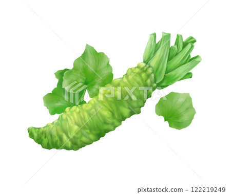Realistic watercolor illustration of wasabi rhizome and leaves 122219249