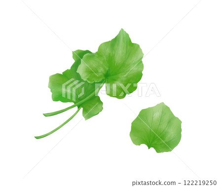 Realistic watercolor illustration of wasabi leaves 122219250
