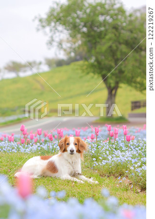 Koukerhondier 在粉紅蝴蝶和鬱金香花田放鬆 122219267