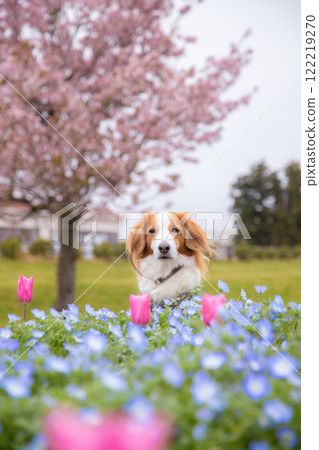 Relaxing in the fields of nemophila and tulips in Kooikerhondje Relaxing in the fields of nemophila and tulips in Kooikerhondje 122219270