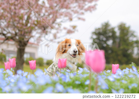 Relaxing in the fields of nemophila and tulips in Kooikerhondje Relaxing in the fields of nemophila and tulips in Kooikerhondje 122219272