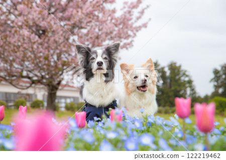 邊境牧羊犬夫婦被春天的花朵包圍 122219462