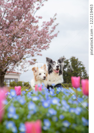 邊境牧羊犬夫婦被春天的花朵包圍 邊境牧羊犬夫婦被春天的花朵包圍 122219463