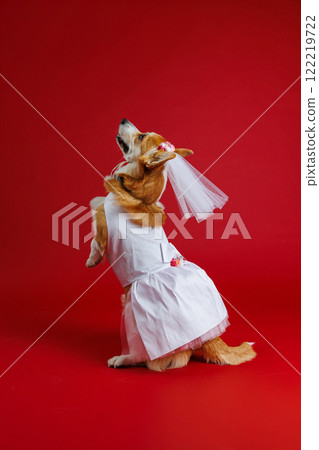 Graceful corgi dog bride strikes a stunning pose in a white gown and veil on a vibrant red backdrop 122219722