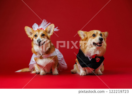 Elegant corgi couple in wedding attire, spreading love and charm with a red festive backdrop Elegant corgi couple in wedding attire, spreading love and charm with a red festive backdrop 122219723
