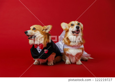 Winking corgi groom and blushing bride in wedding outfits, spreading smiles and wedding vibes 122219727