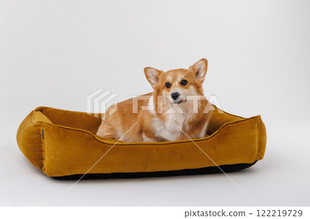 Corgi dog relaxing on comfortable bed, cozy pet resting place for dogs Corgi dog relaxing on comfortable bed, cozy pet resting place for dogs 122219729