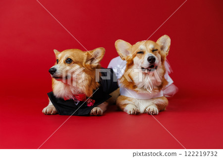 Elegant corgi couple in wedding attire, spreading love and charm with a red festive backdrop 122219732