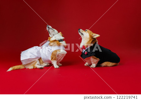 Corgi couple in elegant wedding outfits, howling together on a vibrant red background Corgi couple in elegant wedding outfits, howling together on a vibrant red background 122219741