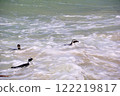 Penguins at Boulders Beach 122219817
