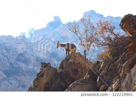 Wild goats viewed from the top of a rocky cliff Wild goats viewed from the top of a rocky cliff 122219901