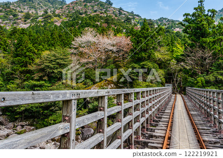 屋久島國立公園：小杉谷橋週邊新綠與山櫻（春季） 122219921