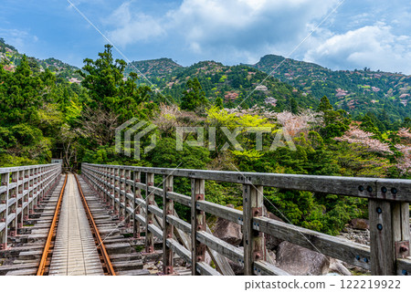 Yakushima National Park: New green leaves and mountain cherry blossoms around Kosugidani Bridge (spring) 122219922