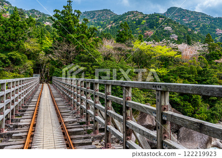 屋久島國立公園：小杉谷橋週邊新綠與山櫻（春季） 122219923
