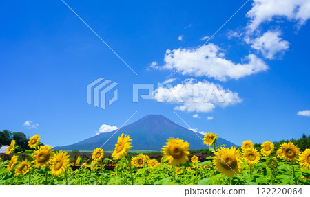 夏季的富士山/向日葵田 夏季的富士山/向日葵田 122220064