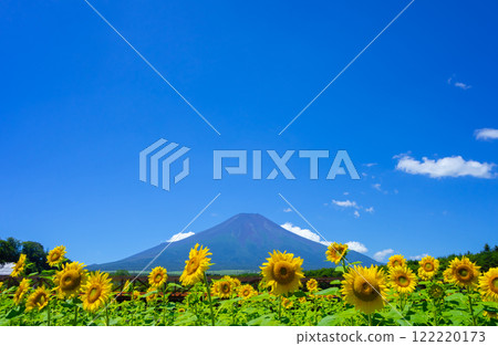 夏季的富士山/向日葵田 夏季的富士山/向日葵田 122220173